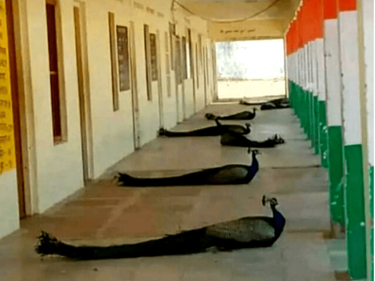 Peacocks Keeping their Distance