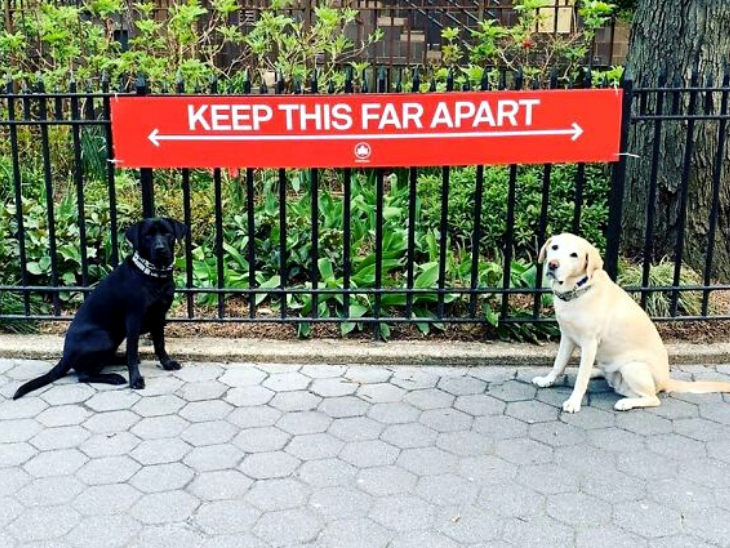 Dogs Showing the Guidelines