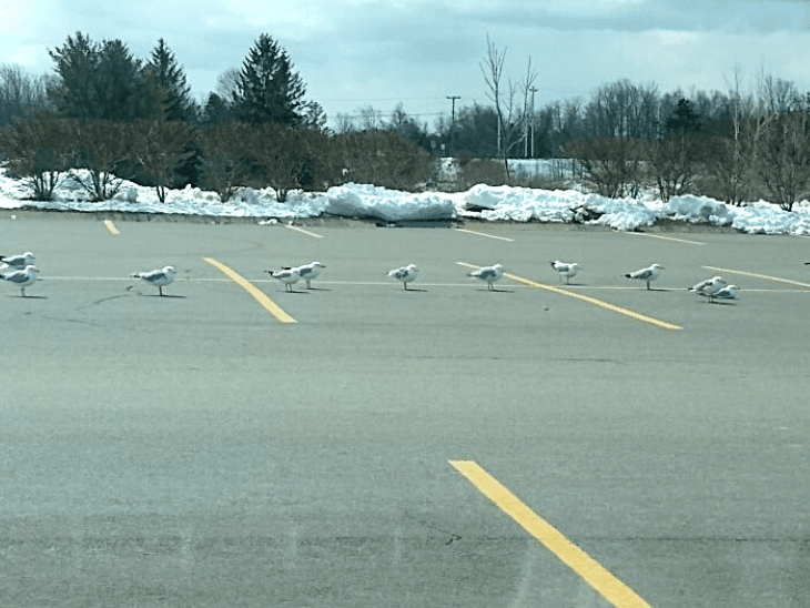 The Anomaly of Orderly Seagulls