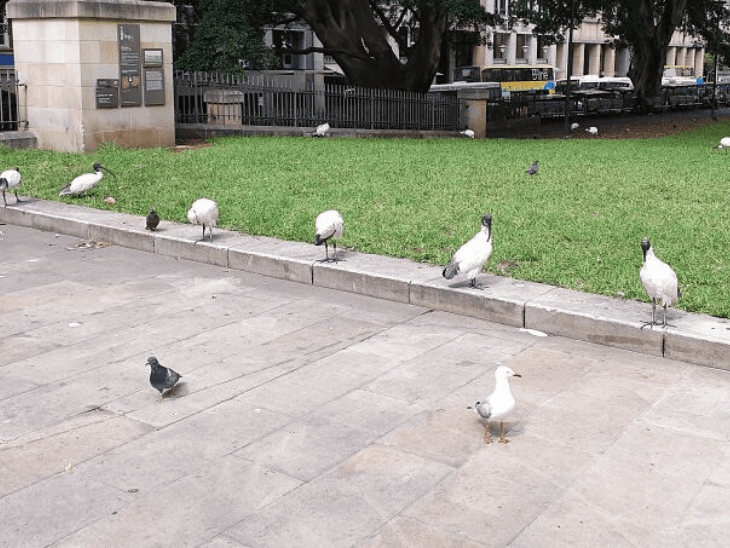 The Australian Ibis Knows the Score