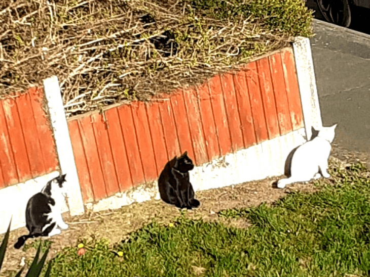 Feral Cats Instinctively Distancing