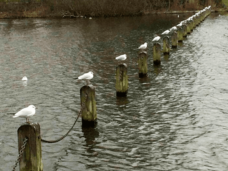 Social Distancing Seagulls